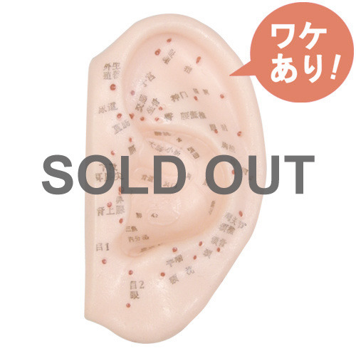 【訳あり】　耳経穴模型