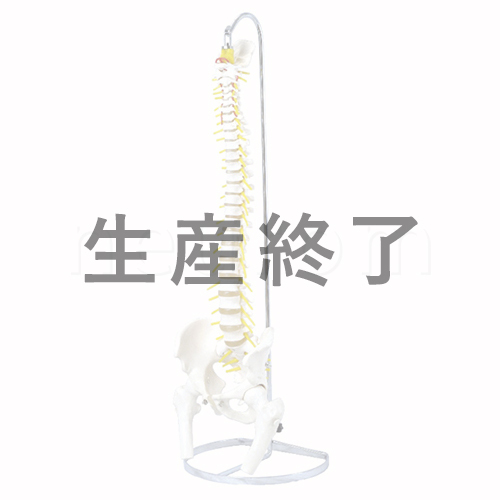 可動型脊柱模型 大腿骨付きモデル　IK41